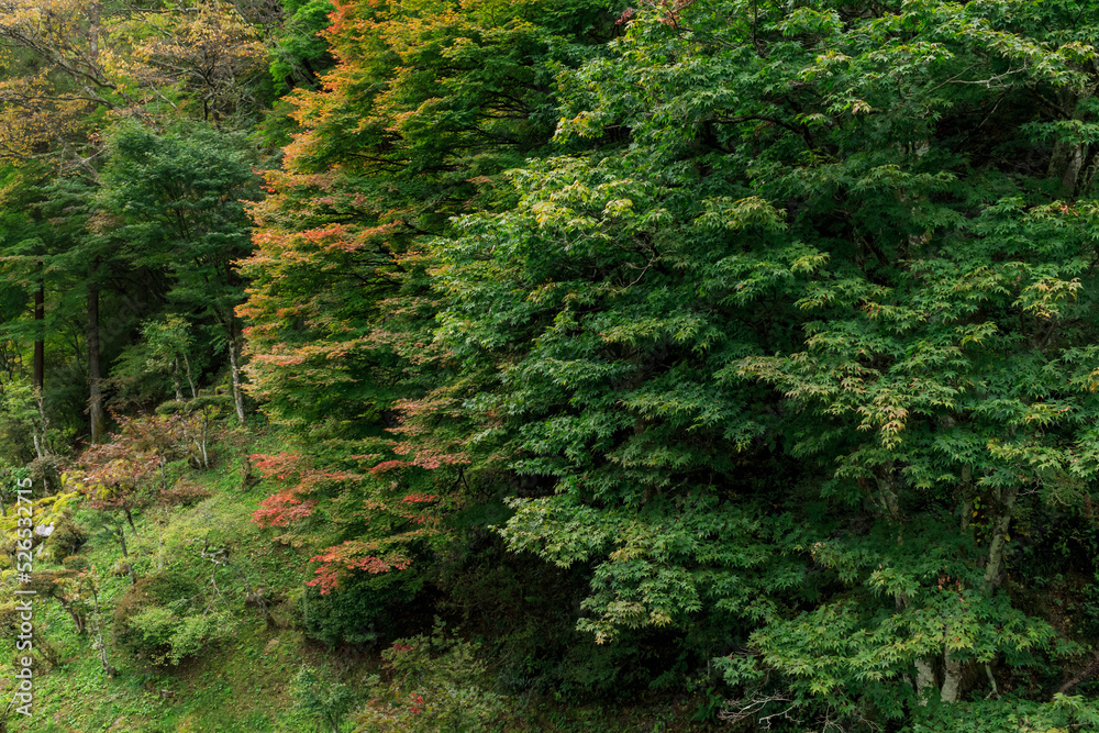 Obraz premium 紅葉の始まり