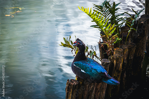 Duck do Mato on the river, Cairina moschata. Feira de Santana, Bahia, Brazil photo