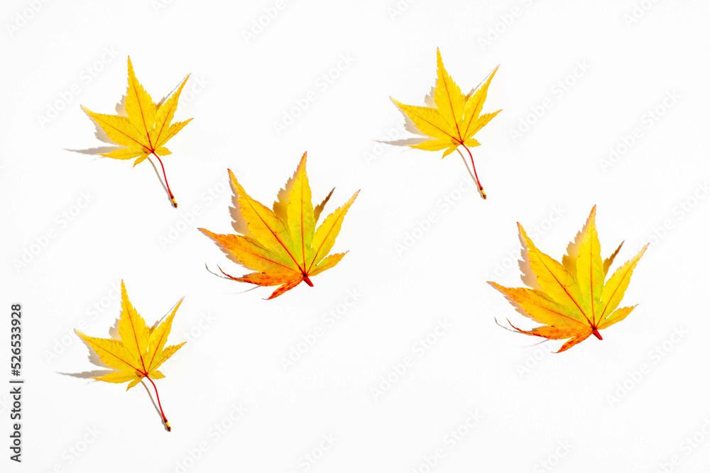 Autumn background. Yellow leaves palmate maple on a white background. Autumn background. Yellow leaves palmate maple on a white background.