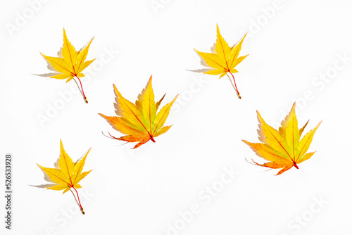 Autumn background. Yellow leaves palmate maple on a white background.