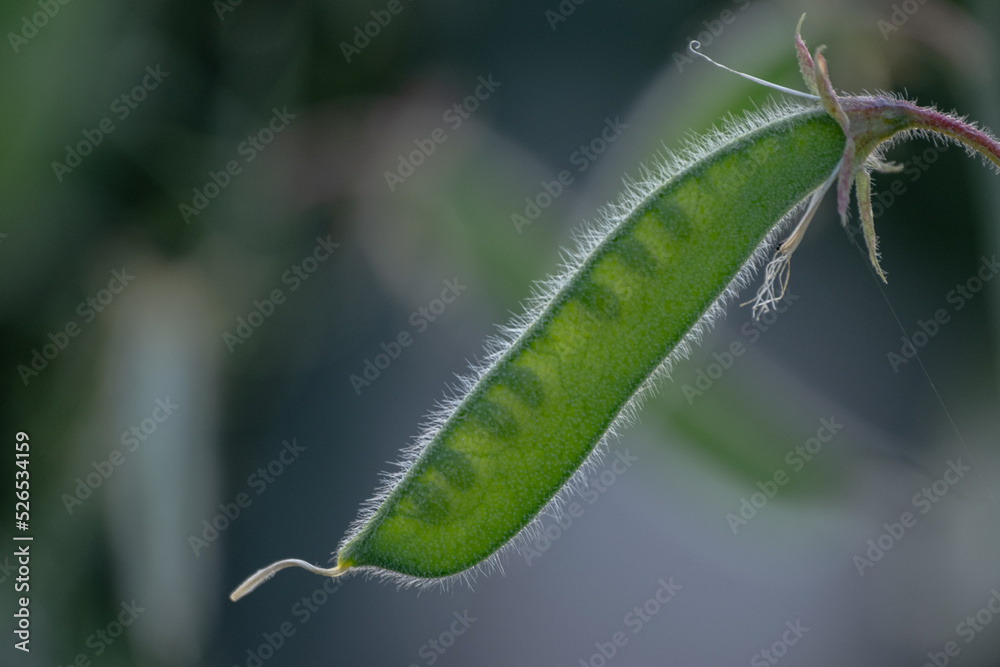 seed pods from the sweet pea flower. Scientific name Lathyrus Odoratus seed pods from the sweet pea flower. Scientific name Lathyrus Odoratus