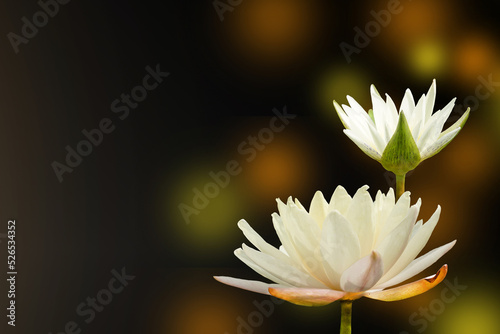 Fototapeta Naklejka Na Ścianę i Meble -  isolated white lotus blossom and bud side view on black bokeh background, soft and selective focus.
