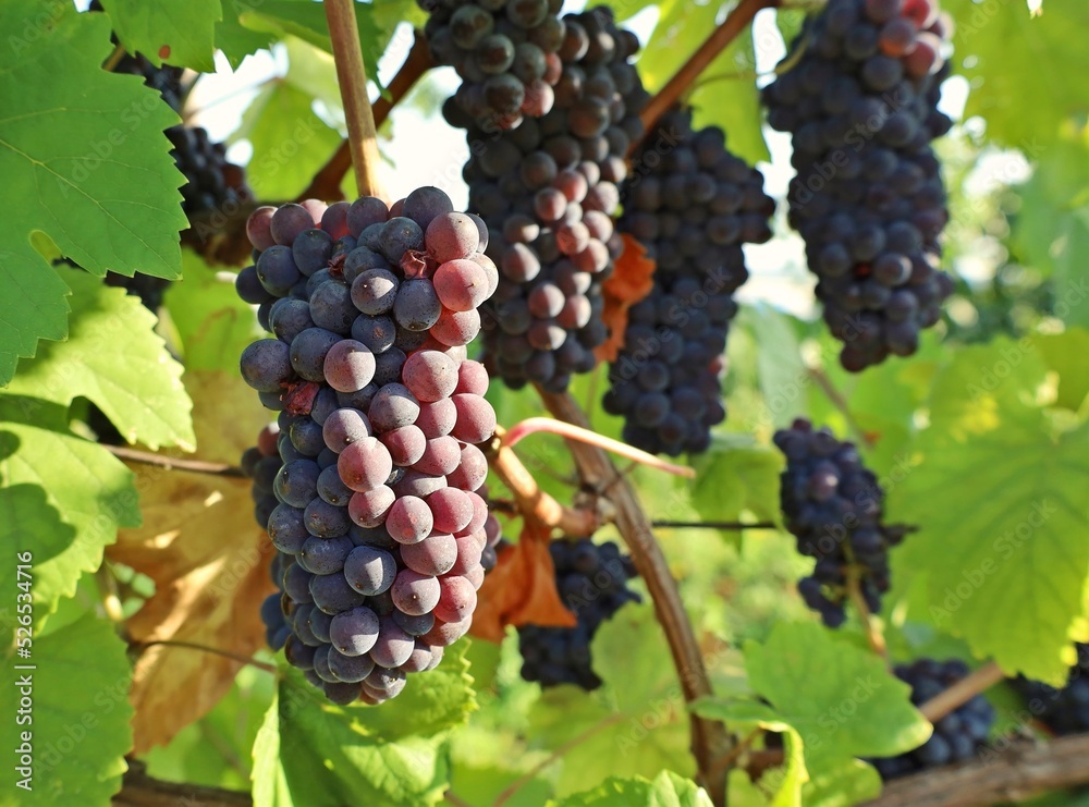 Pinot gris grape, purple and pinkish variety, hanging on vine just before the harvest.