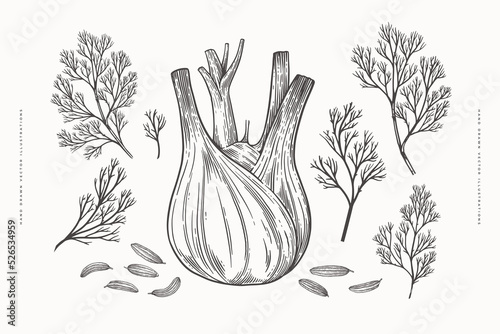 Root, seeds and leaves of fennel in engraving style. Hand-drawn plant for cooking healthy food. The concept of organic food. Vector vintage illustration on a light isolated background. photo