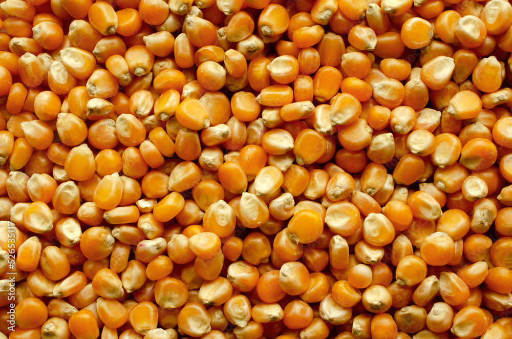 Background from grains of corn for popcorn, top view. Popcorn kernels close-up, background, texture, top view. Food texture, pattern. Corn for making popcorn close-up, background. Background from grains of corn for popcorn, top view. Popcorn kernels close-up, background, texture, top view. Food texture, pattern. Corn for making popcorn close-up, background.