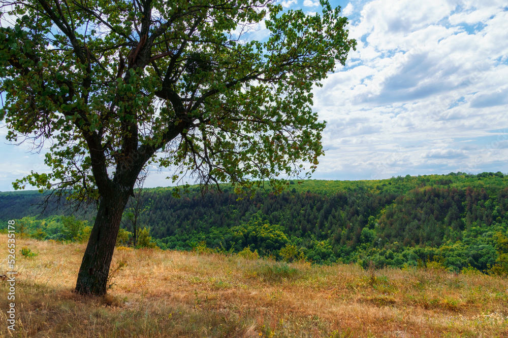 beautiful tree on a hill next to the valley, blue sky with clouds on the horizon, beautiful summer landscape, bright sunny day beautiful tree on a hill next to the valley, blue sky with clouds on the horizon, beautiful summer landscape, bright sunny day