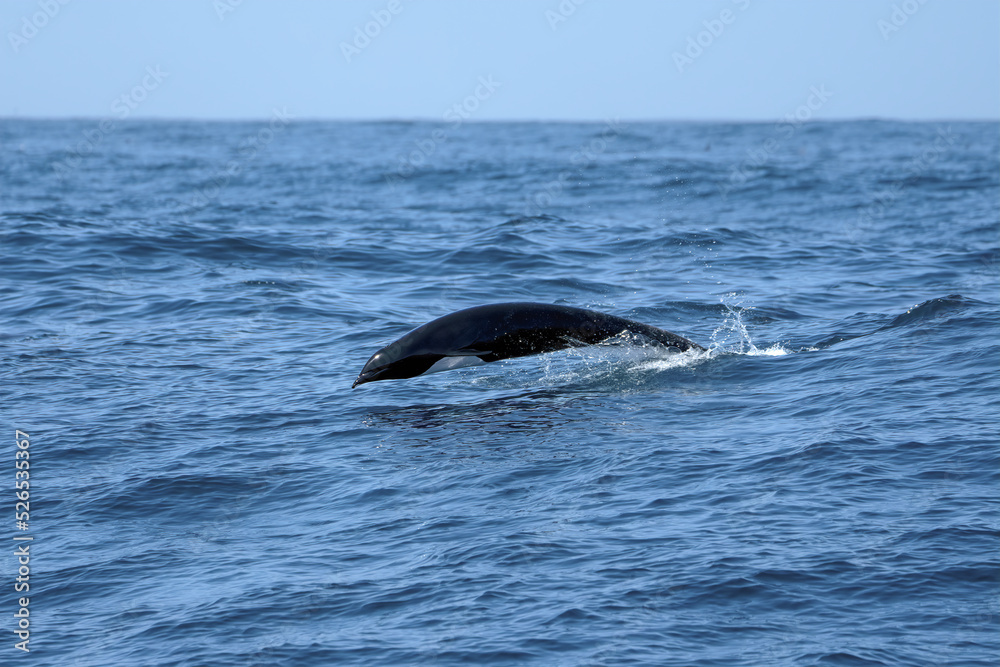 Northern Right Whale Dolphin Breaching Northern Right Whale Dolphin Breaching