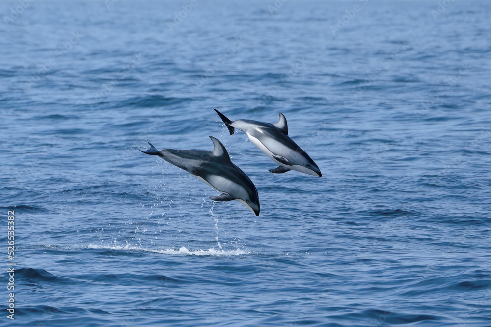 Pacific White Sided Dolphins Playing and Breaching