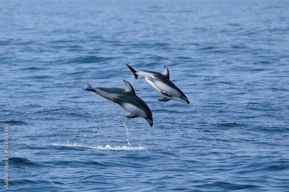 Pacific White Sided Dolphins Playing and Breaching Pacific White Sided Dolphins Playing and Breaching