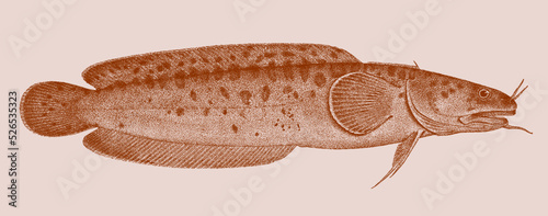 Three-bearded rockling gaidropsarus vulgaris, marine fish in side view