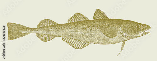 Navaga eleginus nawaga, arctic marine fish in side view