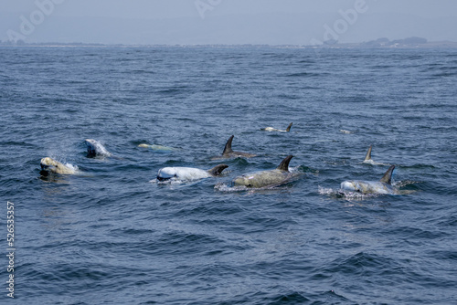 Risso's Dolphins Breaching © kcapaldo