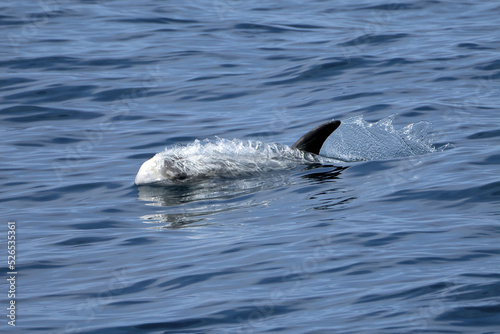Risso's Dolphins Breaching