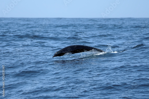 Northern Right Whale Dolphin Breaching © kcapaldo
