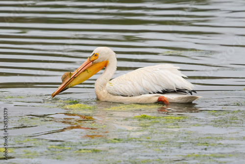 Great White Pelican Fishing