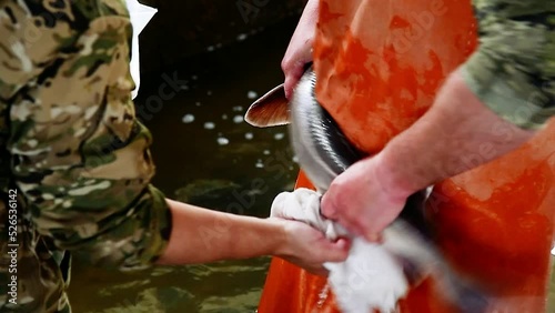 Insemination of sturgeon caviar on a fish farm photo