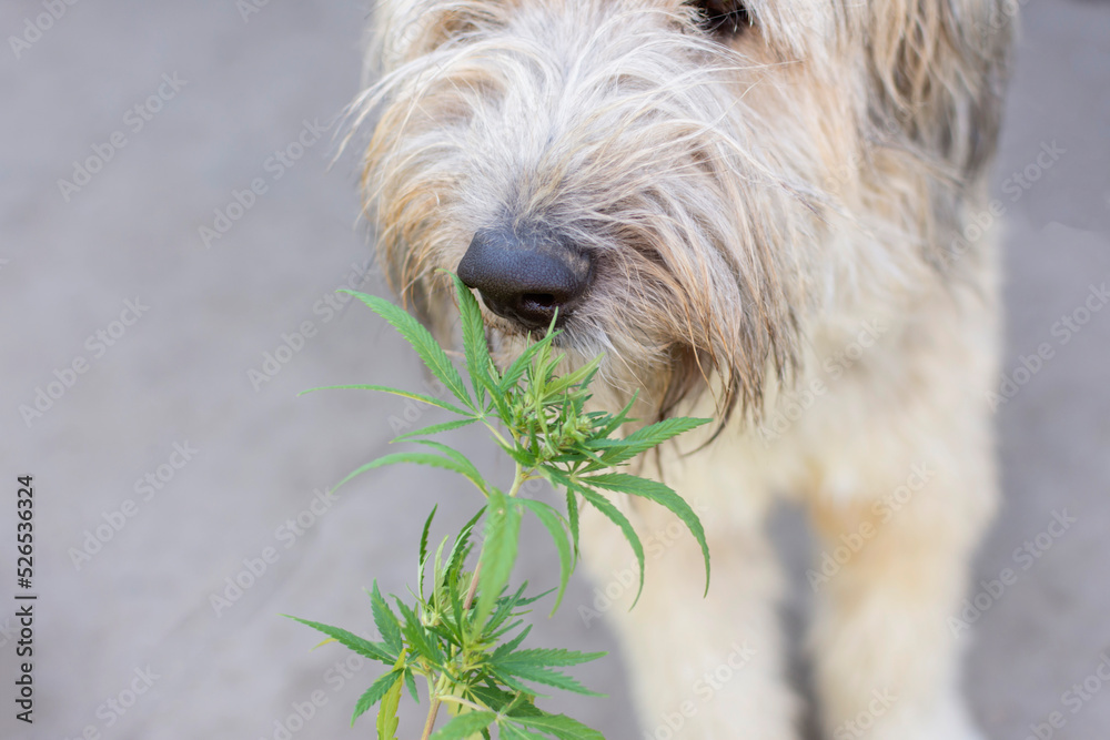 portrait of a dog that sniffs cannabis leaves