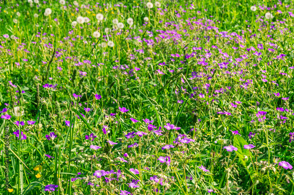 Purple wildflowers. Green grass and flowers on a summer day. Vegetation in rural areas.