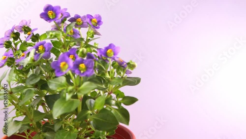Exacum flower with colorful flowers on a light background close-up photo