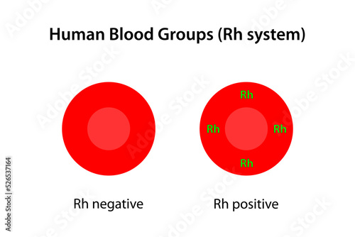 Human blood groups, Rh system