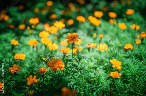 オレンジの花 © motose mahiro