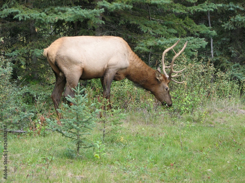 Elk grazing by the forest Elk grazing by the forest