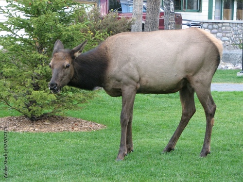 Elk walking around cabins in search of food