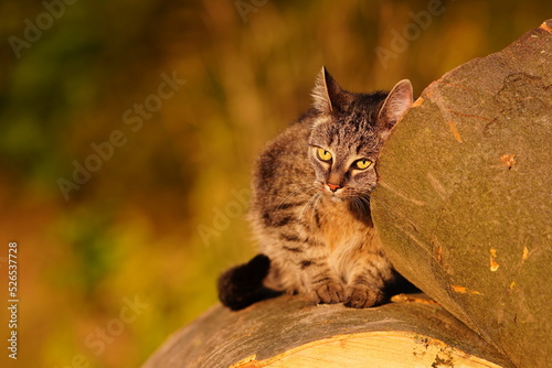 A beautiful tabby cat is hiding behind a tree stump. Portrait of a european cat in the beautiful evening light.  photo