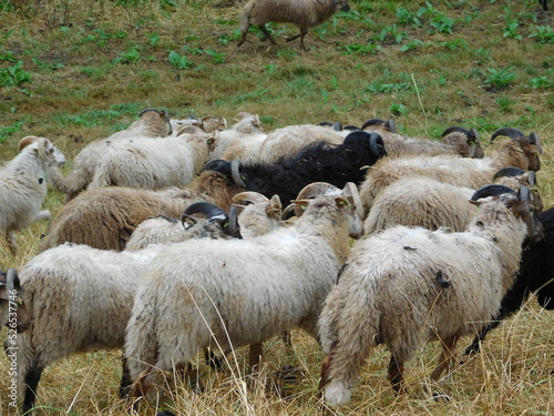 Ovis aries Sheep or domestic sheep are domesticated, ruminant mammals typically kept as livestock. Although the term sheep can apply to other species in the genus Ovis, in everyday usage it almost alw photo