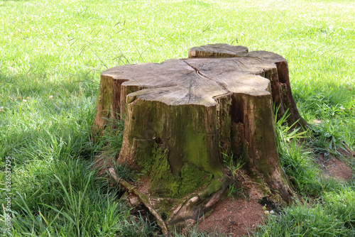 A tree stump - a cutted tree trunk - on a green grass field