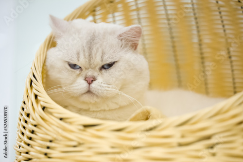 grumpy cat in the basket