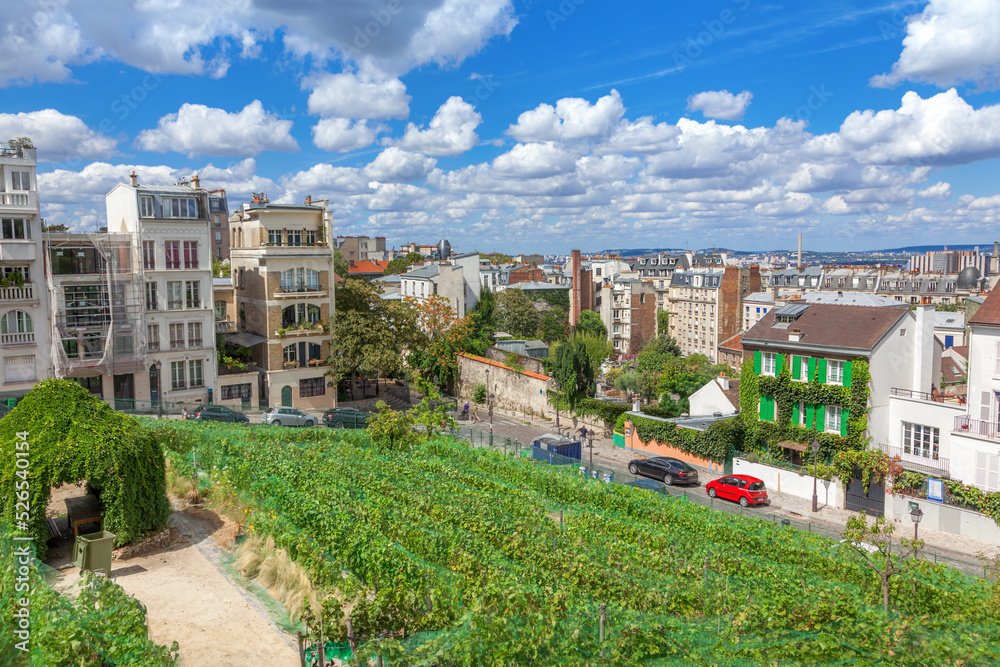 Fototapeta premium Montmartre vineyard