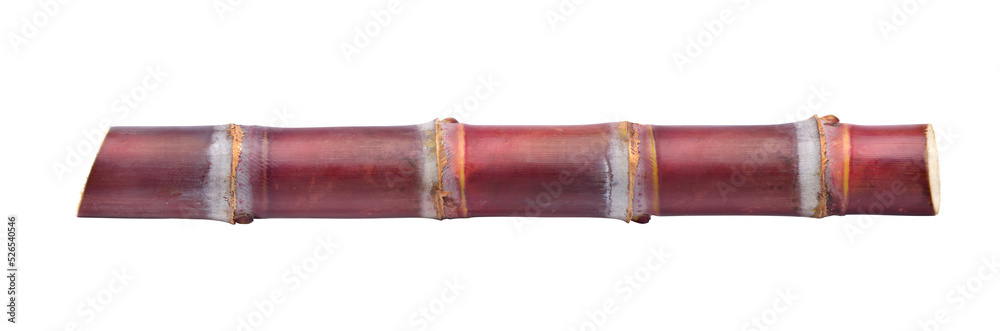 Fresh red sugar cane stalk isolated on white background. Clipping path