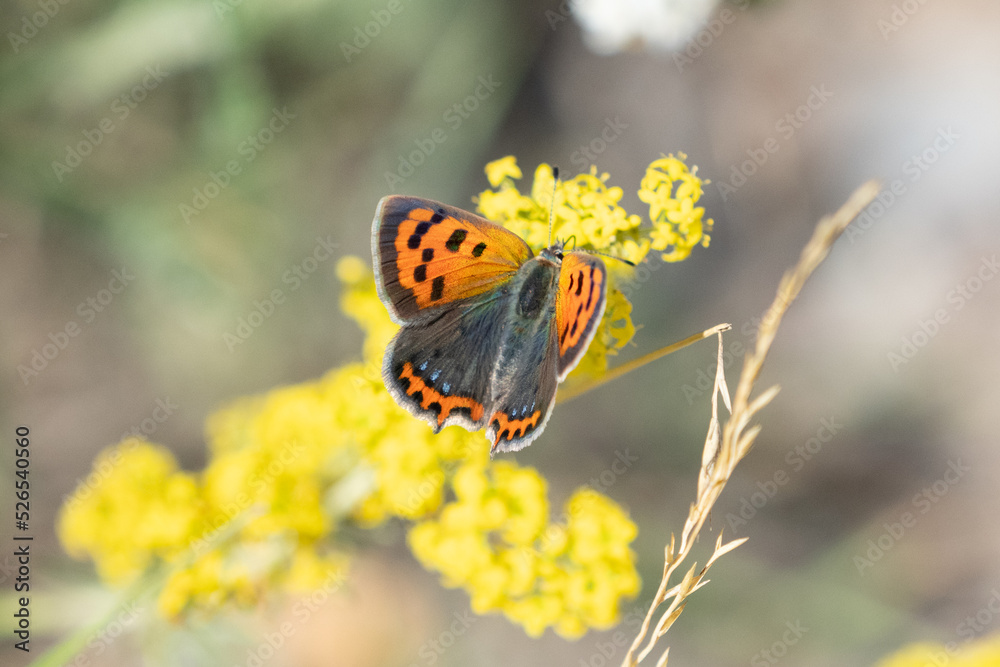 Obraz premium Small copper (Lycaena phlaeas)