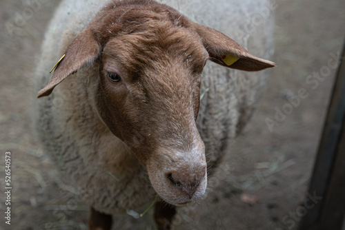 Porträt eines Coburger Fuchsschafes, gesehen im Wildpark Hundshaupten, Bayern