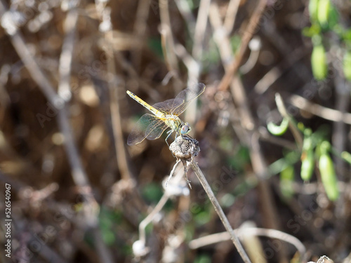 A dragonfly sits on a dried branch photo