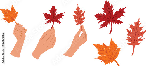 Hand holding maple leaf for autumn design elements.
