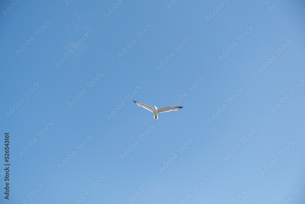 A lonely seagull flies over the blue sky. Seagull hunting fish over the sea. A lonely seagull flies over the blue sky. Seagull hunting fish over the sea.