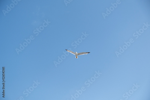 A lonely seagull flies over the blue sky. Seagull hunting fish over the sea.