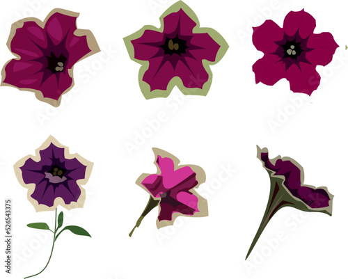 Flower plant Petunia