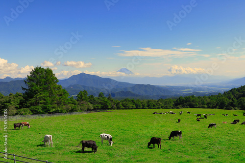 夏の八ヶ岳／山梨県北杜市