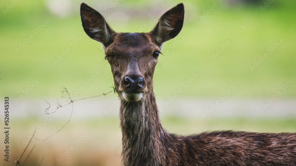A Female Red Deer Winking