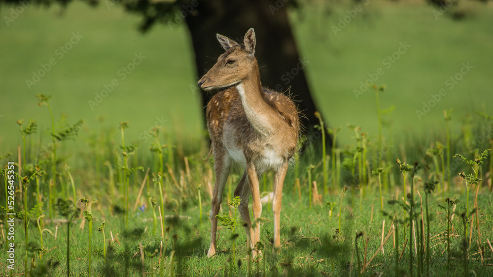 A Small Fallow Deer Alone