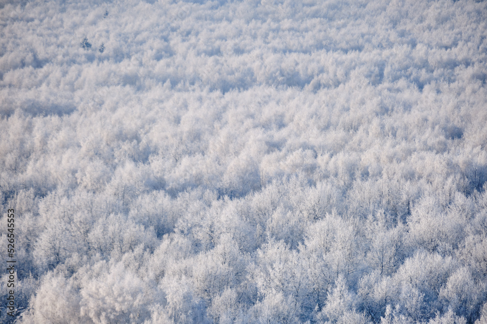 Panorama of a winter forest with white trees in the snow, copy space for text. Panoramic top view of the snowy park Panorama of a winter forest with white trees in the snow, copy space for text. Panoramic top view of the snowy park