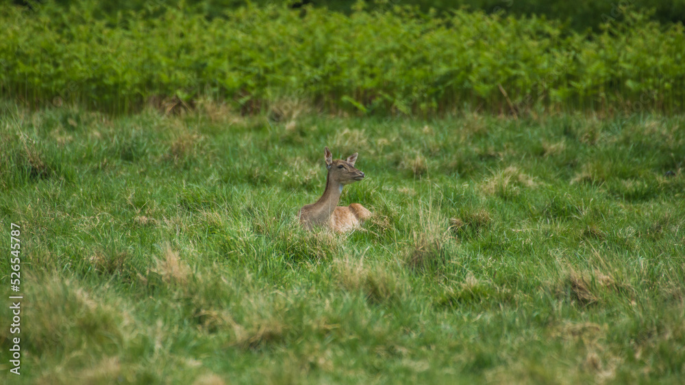 Fallow Deer Hiding in the grass Fallow Deer Hiding in the grass