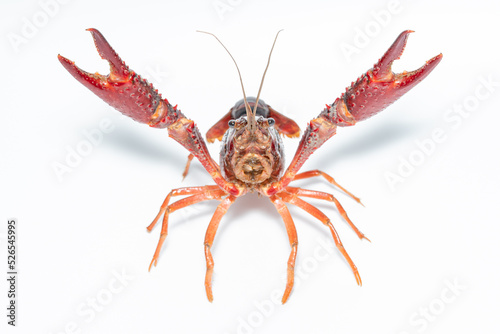 crab Procambarus clarkii with white background
