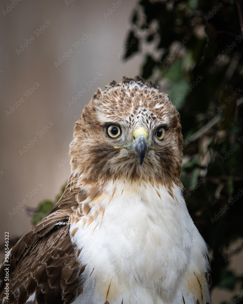 Fototapeta premium Red Tail Stare