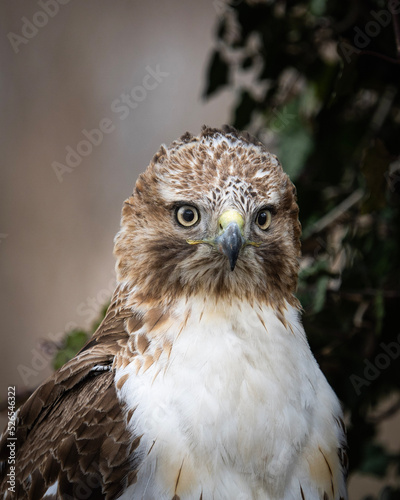 Red Tail Stare