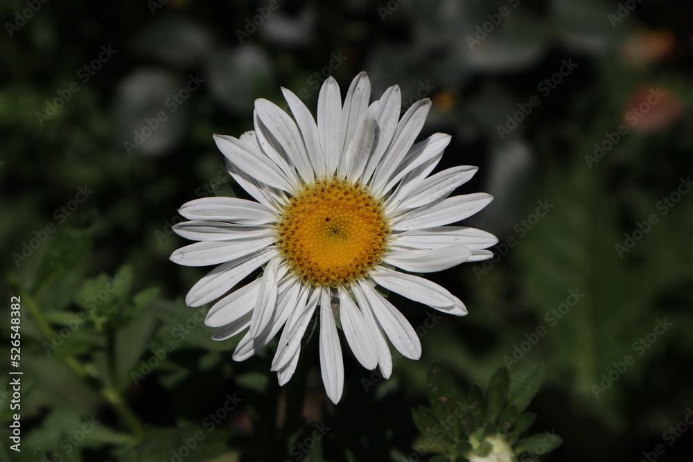 Fototapeta premium white daisy flower