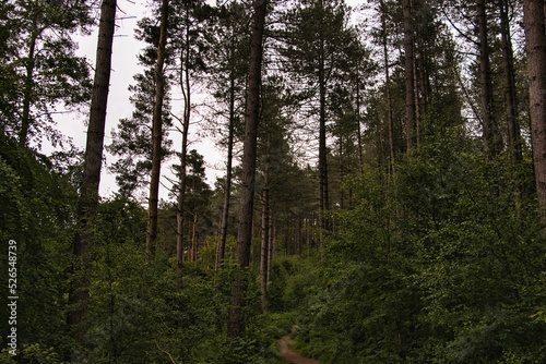 Woodline Path into a towering forest of pine trees photo